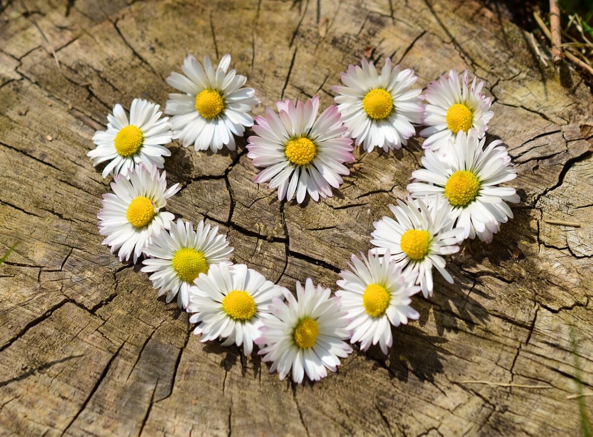 daisies-g516458efb_1280-1200x885.jpg
